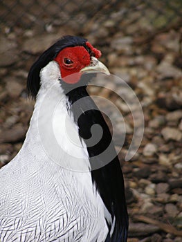 Silver Pheasant (Lophura nycthemera)