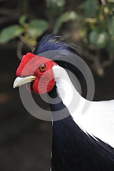 Silver pheasant