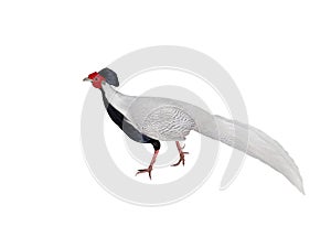 silver pheasant (lophura nycthemera) isolated on white background