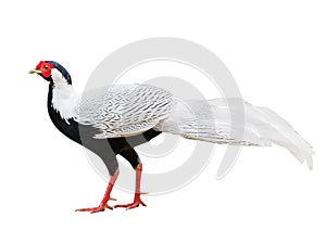 Silver pheasant (Lophura nycthemera)