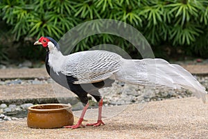 Silver pheasant (Lophura nycthemera)