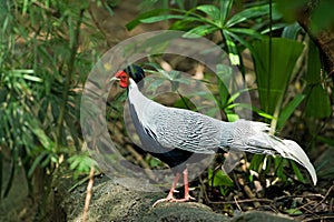 Silver Pheasant (male)