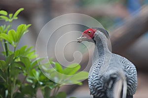 Silver Pheasant
