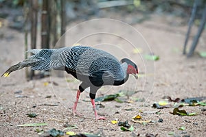 Silver Pheasant
