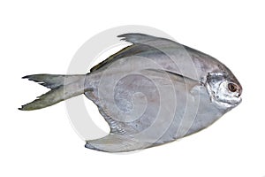 Silver pomfret