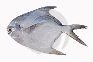 SILVER POMFRET