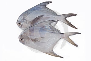 Silver Pomfret