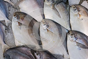 Silver pomfret