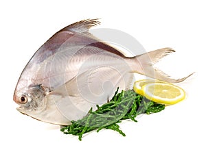Silver Pomfret - Fish
