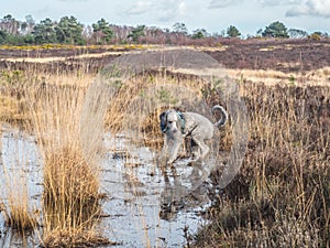 Silver poodle exploring pool on Chobham common