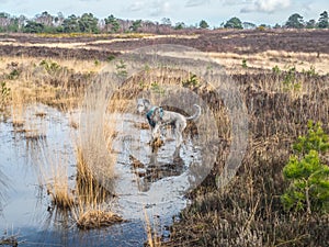 Silver poodle exploring pool on Chobham common