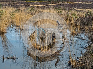 Silver poodle exploring pool on Chobham common
