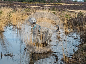 Silver poodle exploring pool on Chobham common