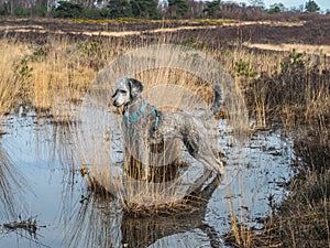 Silver poodle exploring pool on Chobham common