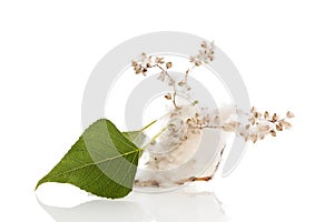 Silver poplar seeds. Allergy concept