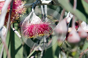 Silver Princess blossoms and gumnuts, lunch stop between Hyden and Albany, WA, Australia photo