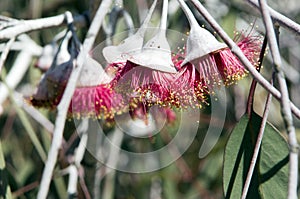Silver Princess blossoms and gumnuts, lunch stop between Hyden and Albany, WA, Australia photo