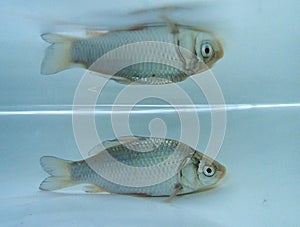 Silver Prussian carp (Carassius auratus gibelio) in the water