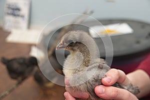 Silver pullet chicken indoors being held in the hand