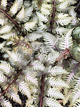 Silver, purple, and green Japanese painted fern