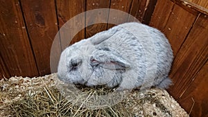 Silver Rabbit Grooming in a Straw-Filled Hutch