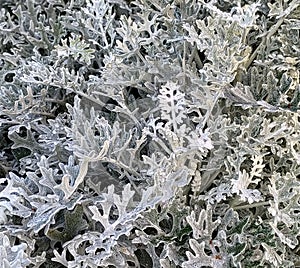 Silver ragvort bed close-up in morning