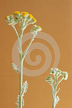 Silver ragwort blossoms