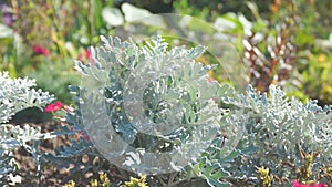 Silver ragwort or dusty miller in the garden on the bed