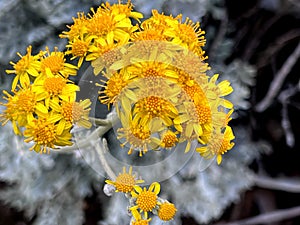 Silver ragwort, Dusty Miller, Jacobaea maritima