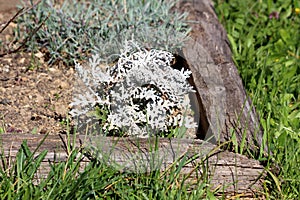 Silver ragwort or Jacobaea maritima perennial ornamental plant with white felt like tomentose leaves growing in local urban garden