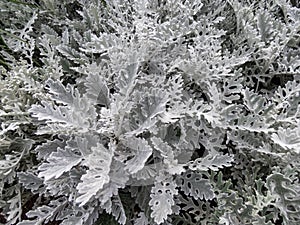 Silver ragwort (Jacobaea maritima) with white, felt-like wooly tomentose leaves growing in garden