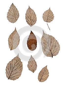 Silver raspberry leaf isolated on white