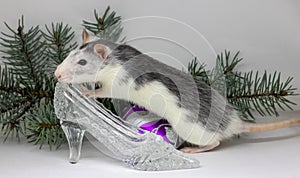 Silver rat on white background sitting in a crystal shoe with Christmas tree branches