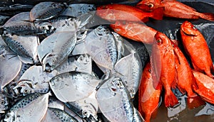 Silver and red fish of medium size lying on the counter