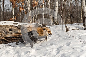 Silver and Red Fox Vulpes vulpes Push and Shove As They Run Winter photo