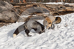 Silver and Red Fox Vulpes vulpes Sniff and Dig in Snow Winter