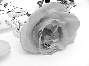 Plata rosas 