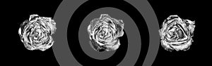 Silver rose flowers set dark black background isolated close up top view, beautiful black and white metal roses flower collection