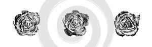 Silver rose flowers set light white background isolated close up top view, beautiful black and white metal roses flower collection