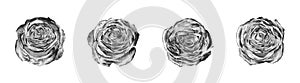 Silver rose flowers set light white background isolated close up top view, beautiful black and white metal roses flower collection