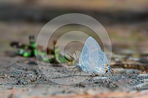 Silver Royal  or Ancema blanka minturna Fruhstorfer, 1912, beautiful white butterfly eating some food on ground. photo