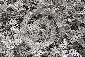 Silver sagebrush, close up. Texture of wormseed. background of wormwood in winter. photo