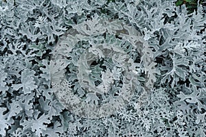 Silver sagebrush, close up. Texture of wormseed. background of wormwood in winter. photo