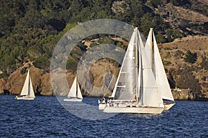 Silver Sail Boats on San Francisco Bay