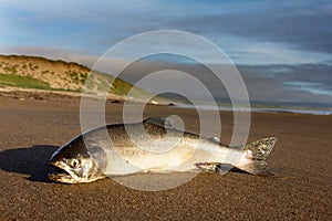 The Silver salmon cast ashore by surge of ocean photo