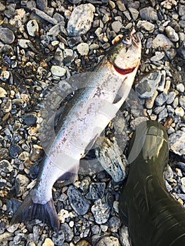 Silver salmon by the leg of fisherman