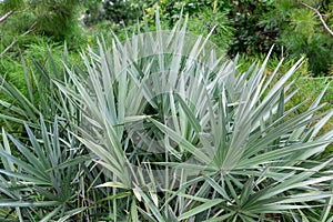 Silver saw palmetto Serenoa repens plant palm leaves - Davie, Florida, USA