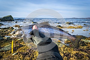 Silver sea trout in angler's hand