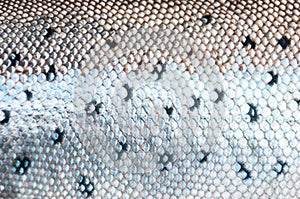 Silver sea trout skin