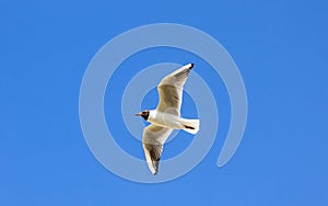 Silver seagull in flight against a blue sky background